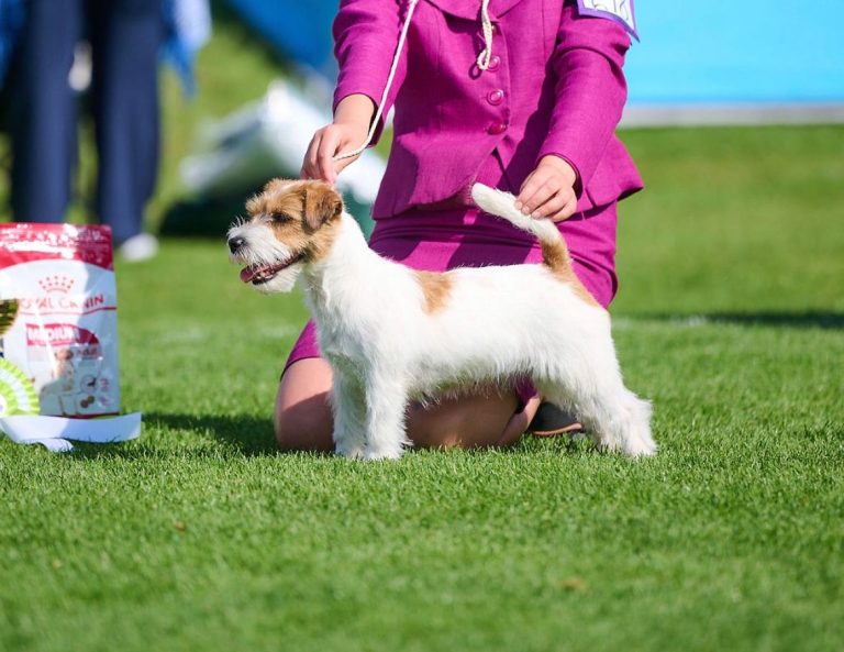 Sateen ja Picasson pennut syntyivät