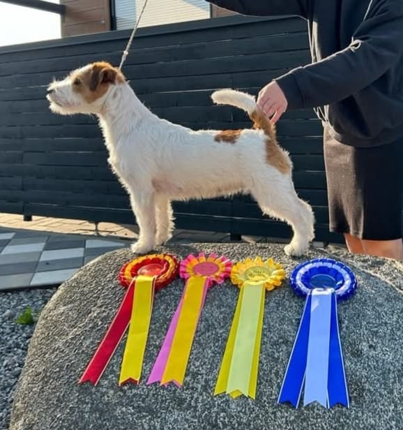 Finnin ja Miloun pentu-uutisia